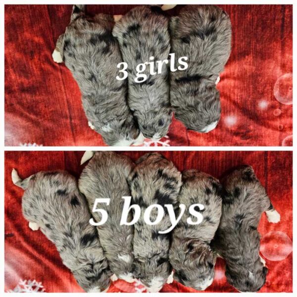 Jewel & Denali's Litter 2024 - Image 2