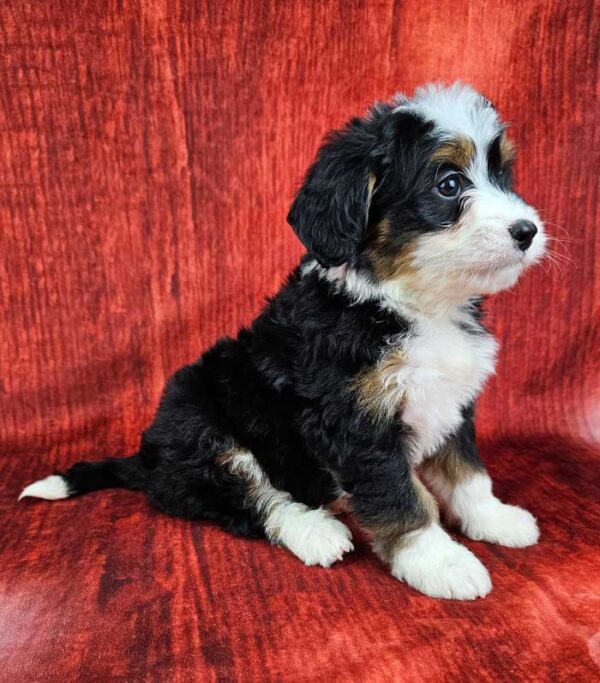 Finley - Image 2