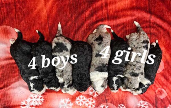 Snickers & Diamond's Litter 2024 - Image 2