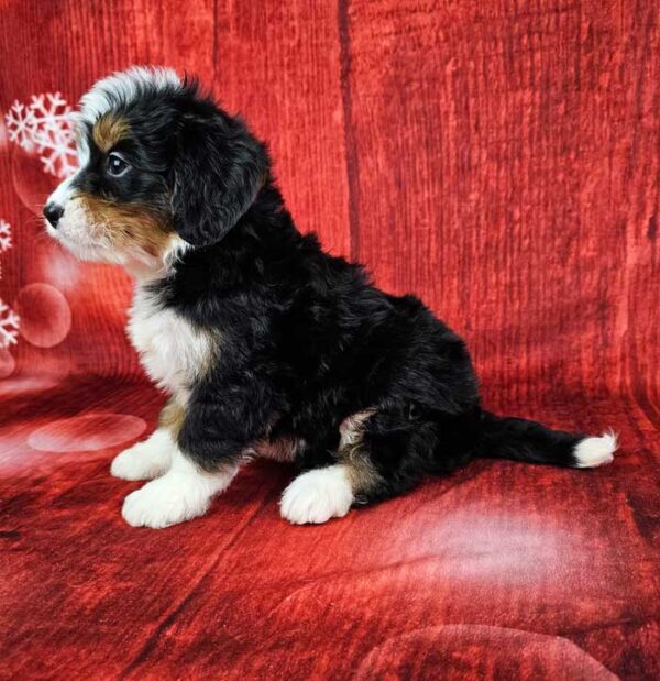 Finley - Image 3
