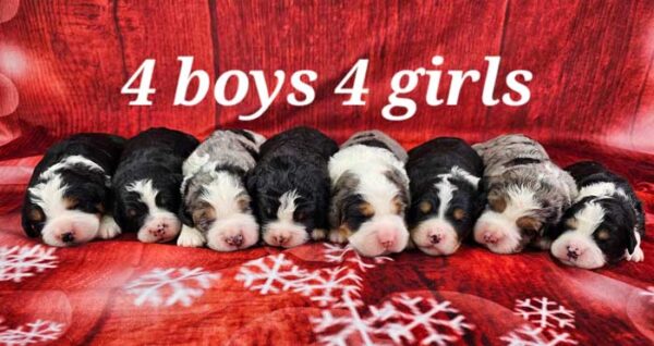 Snickers & Diamond's Litter 2024