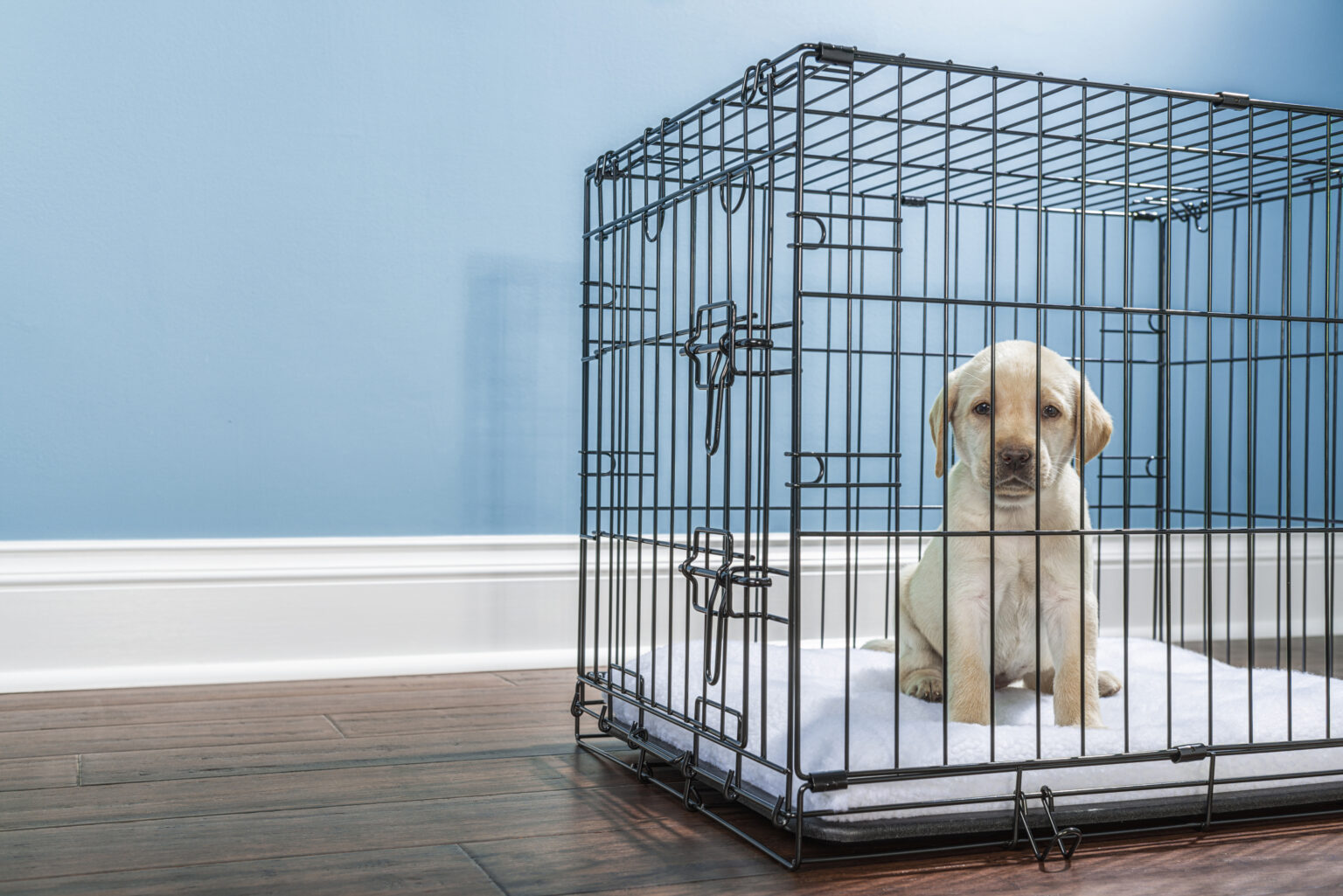 Photo inspiration: Picture Idea: How To Successfully Crate Train Your Puppy