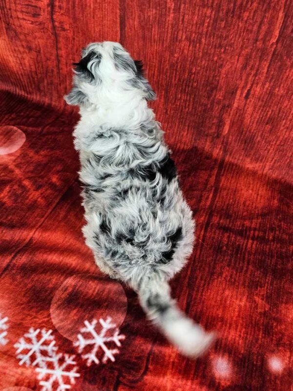Tinsel - Image 4