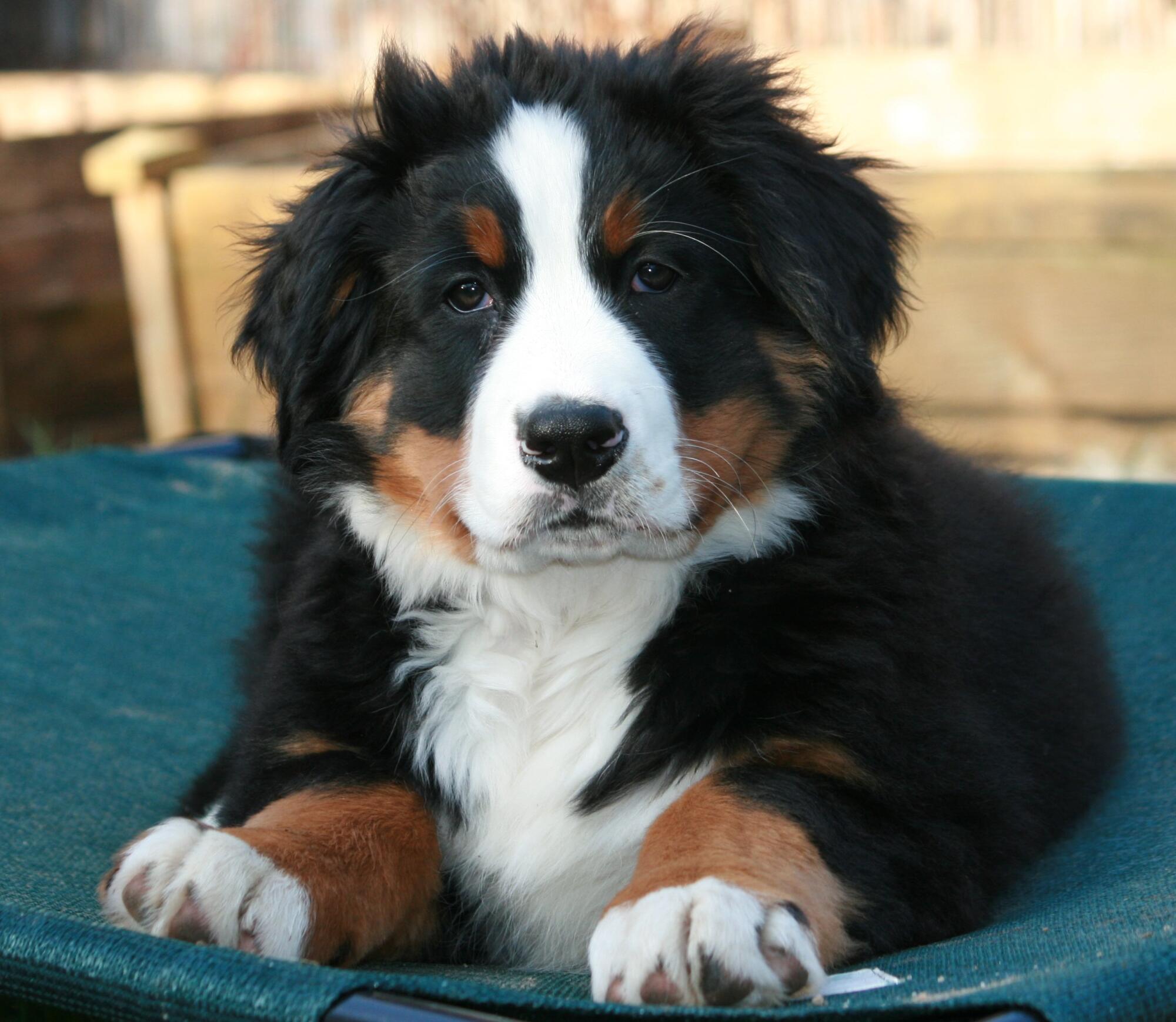 Fluffy Swiss Mountain Dog Dogs Aggressive Bernese Mountain Dog