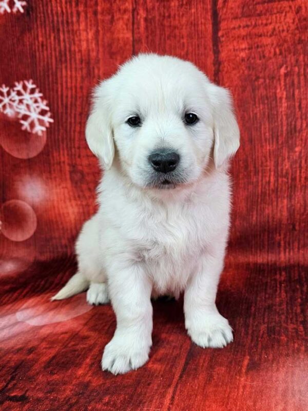 Murphy
