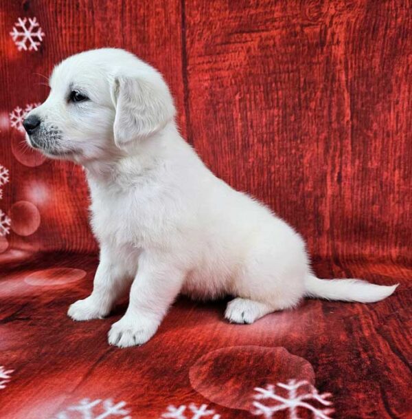 Murphy - Image 3