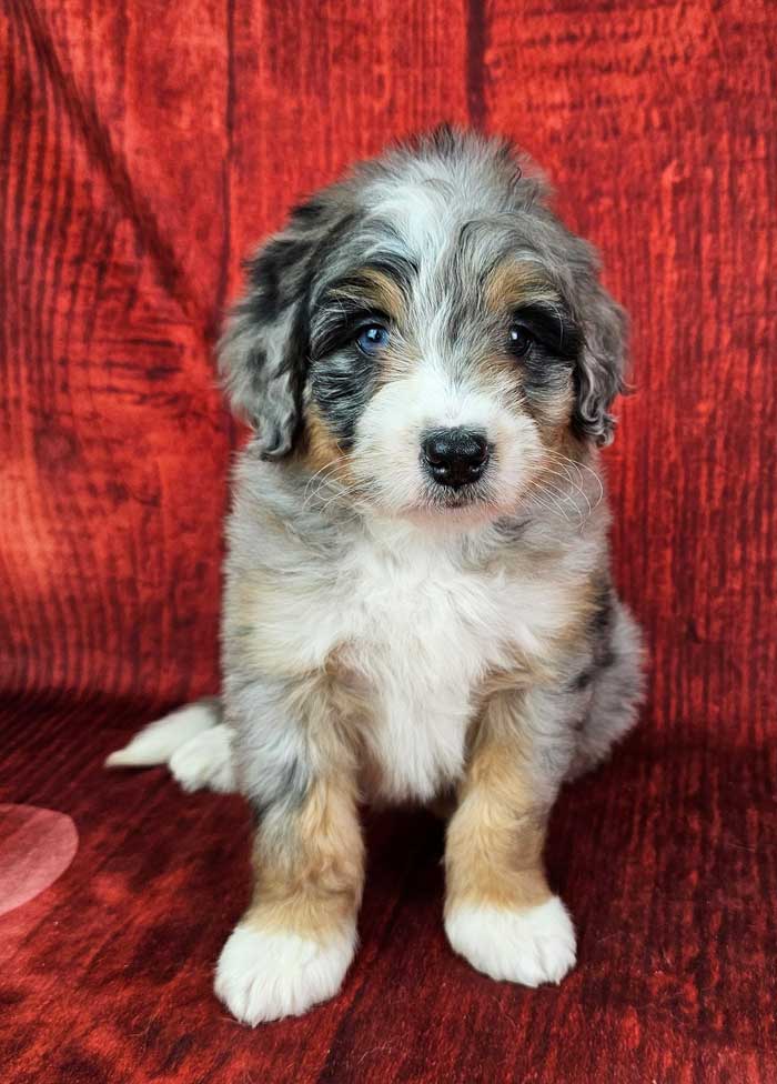 Bernedoodle Pants