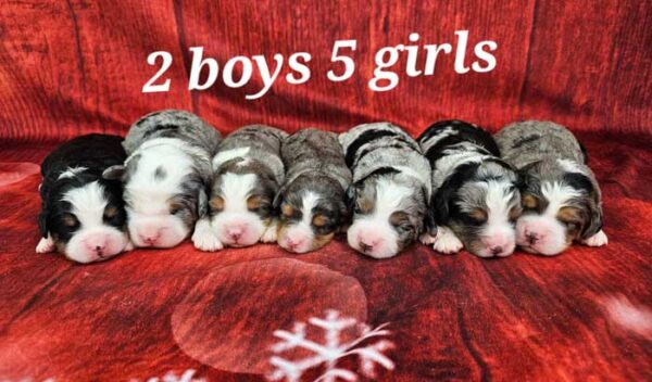 Bessie & Diamond's Litter 2025