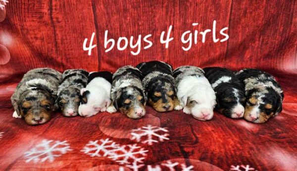 Maisie & Rojo's Litter 2025