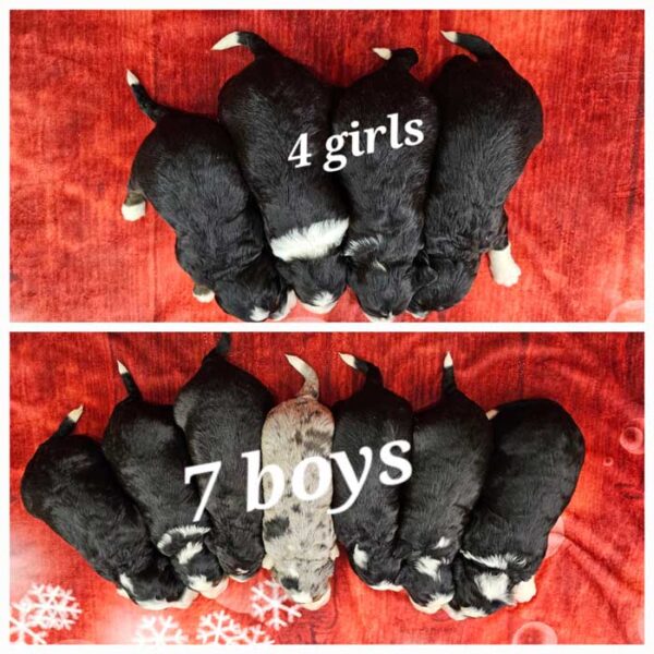 Brina & Cadillac's Litter 2025 - Image 2