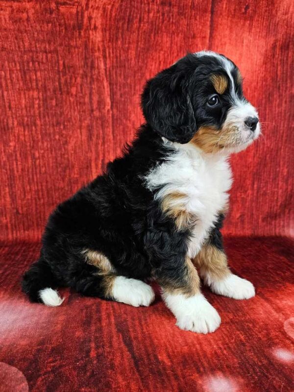 Bernedoodle Dog Mini Bernese Mountain Doodle Dottie Woodlot Companions