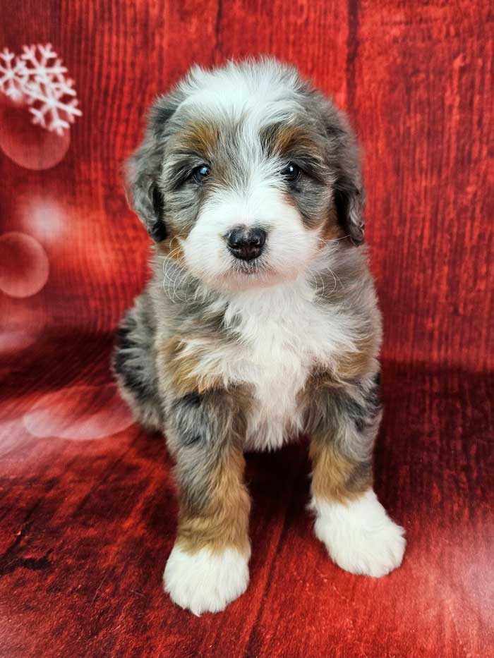 Bernedoodle Rescue Doodle Rescue Southeast Bernese Mountain Dog