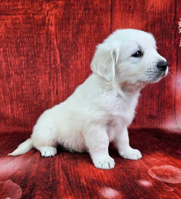 Murphy - Image 2