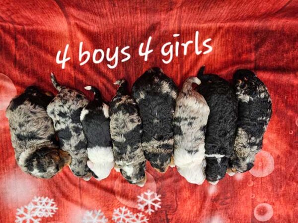 Maisie & Rojo's Litter 2025 - Image 2
