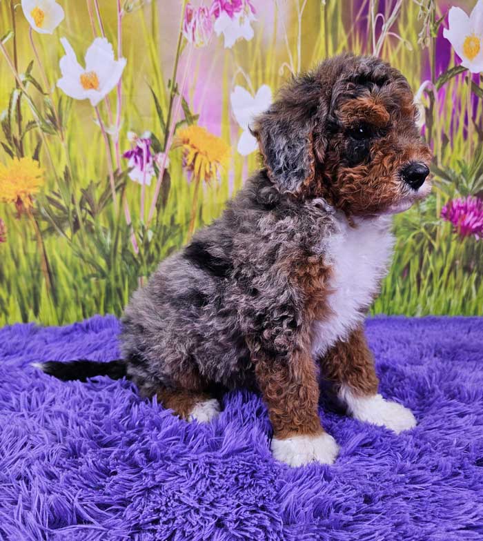 Muppet Woodlot Companions