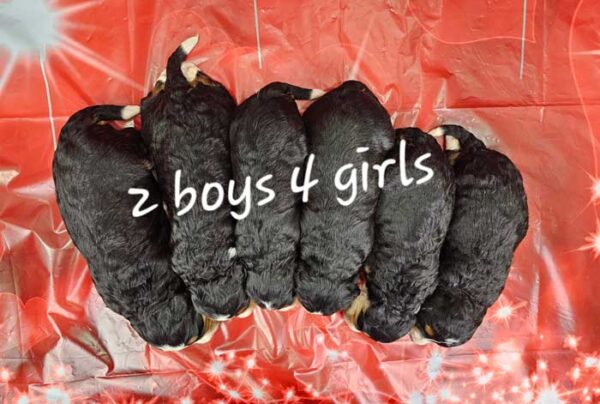 Sherry & Frisco's Litter 2025 - Image 2