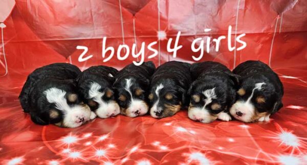 Sherry & Frisco's Litter 2025