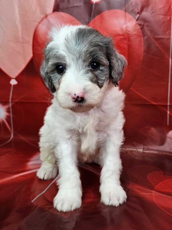 Casper