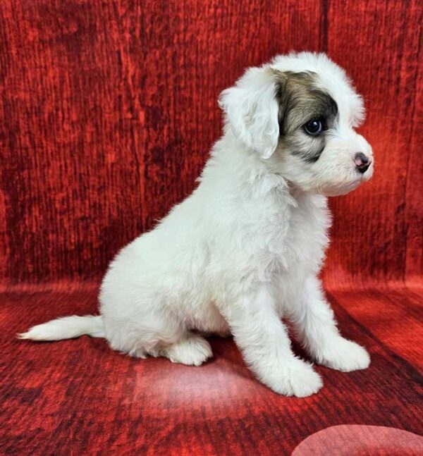 Tessie - Image 2