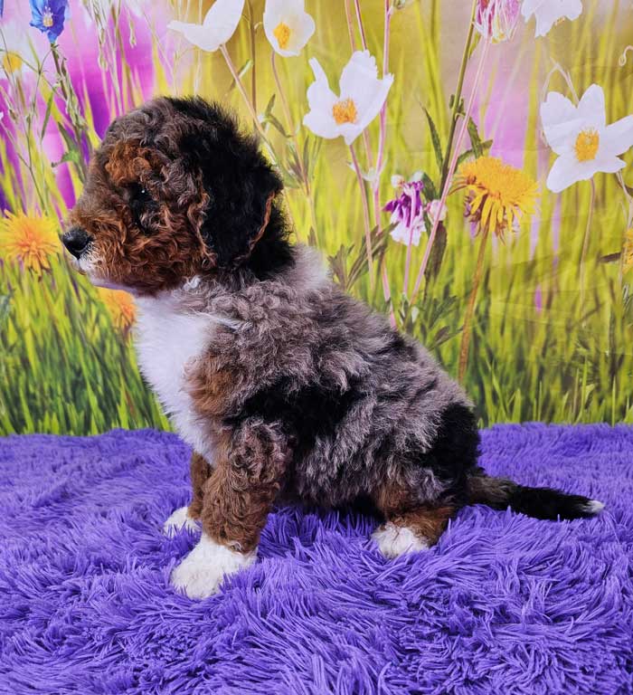 Muppet Woodlot Companions