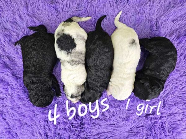Bailey & Bentley's Litter 2025 - Image 2