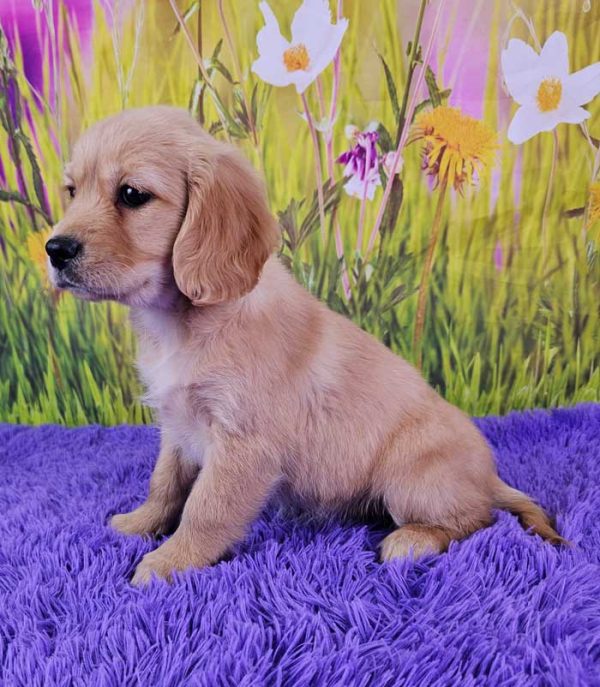 Paisley Mini Golden Retriever - Image 3