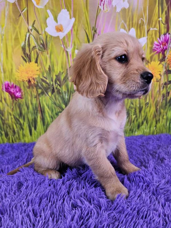 Paisley Mini Golden Retriever - Image 2