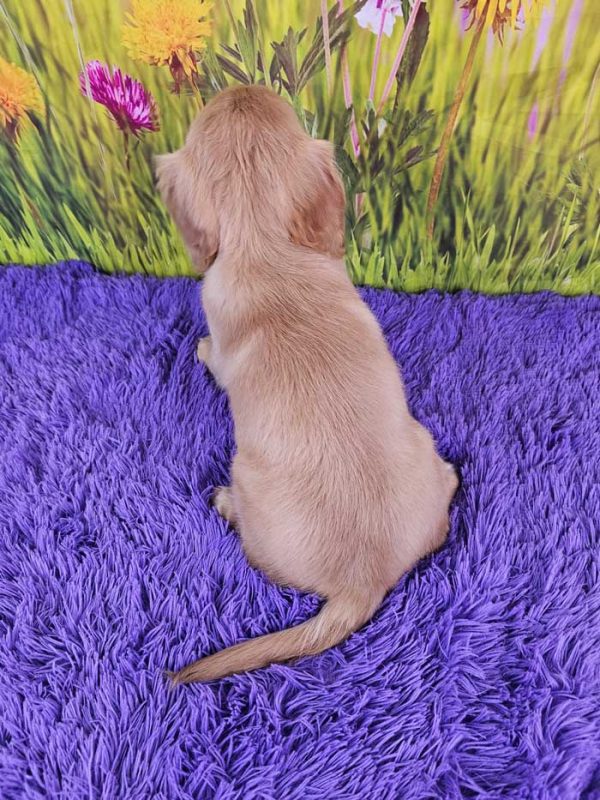 Paisley Mini Golden Retriever - Image 4