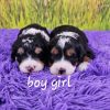 Gina & Frisco's Litter 2025
