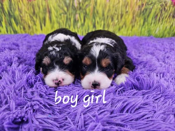 Gina & Frisco's Litter 2025