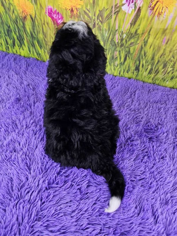 Furby - Image 4