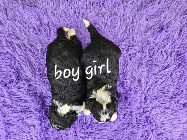 Gina & Frisco's Litter 2025 - Image 2