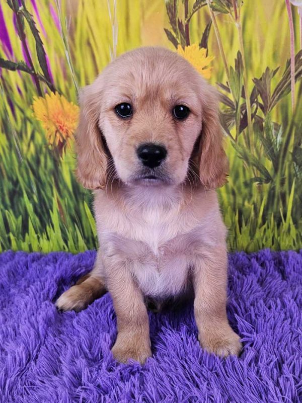 Paisley Mini Golden Retriever