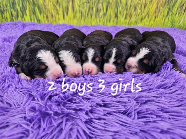 Olivia & Winston's Litter 2025