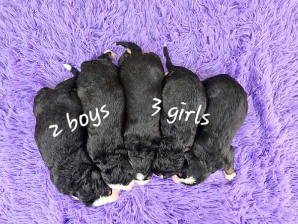 Olivia & Winston's Litter 2025 - Image 2