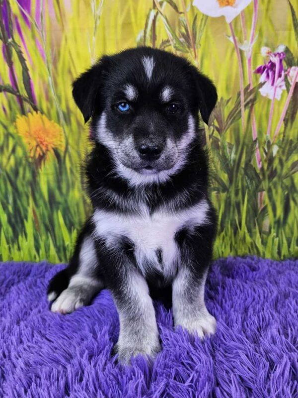 Goberian Puppies for Sale - Golden Husky Mix | Woodlot Companions
