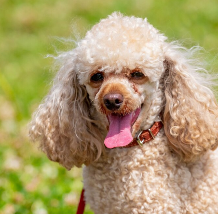 Miniature Poodle