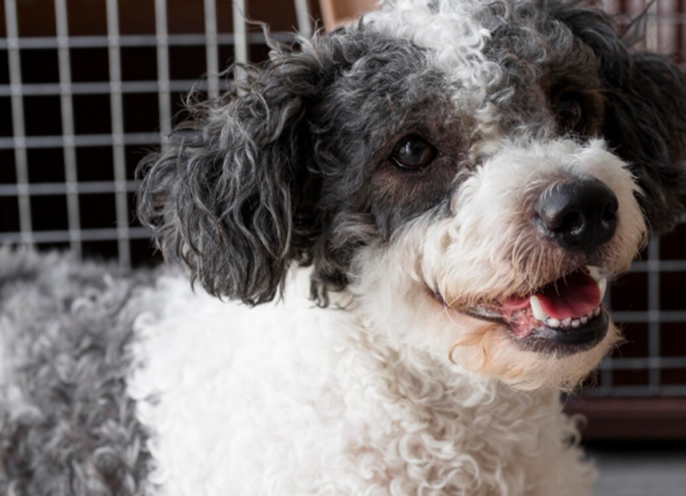 Mini Sheepadoodle