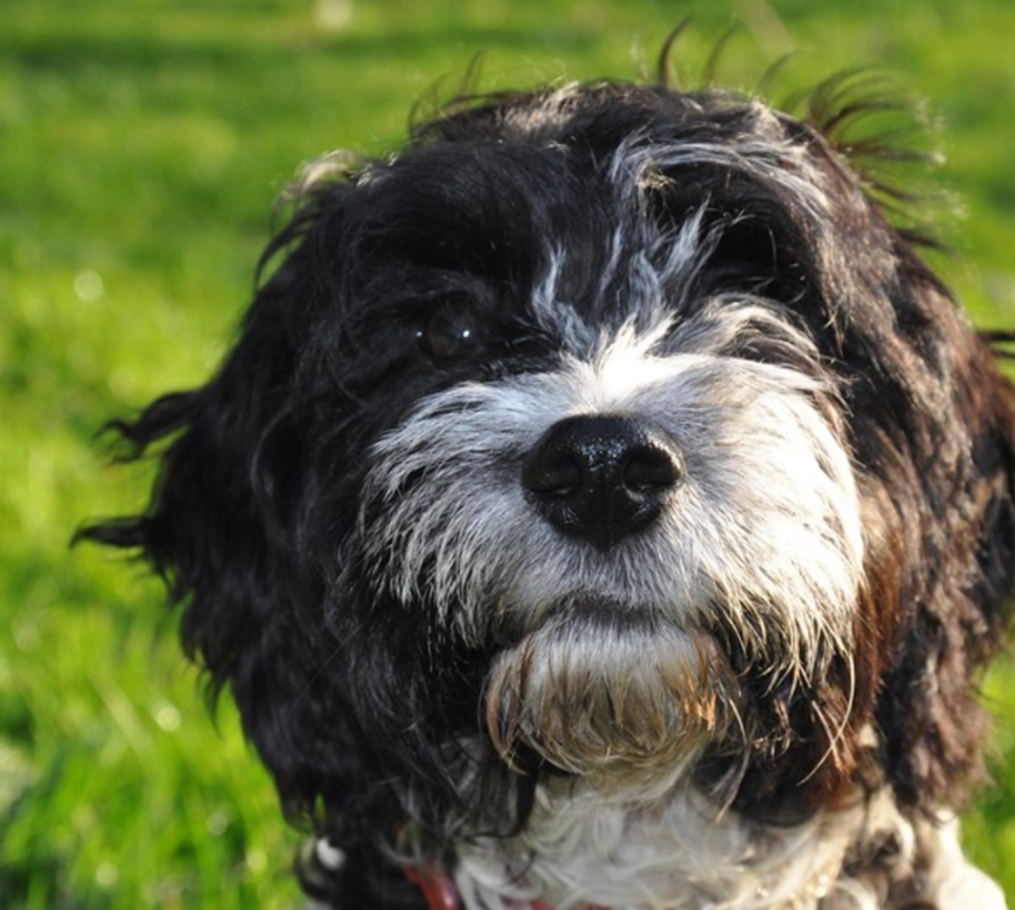 Miniature Bernedoodles