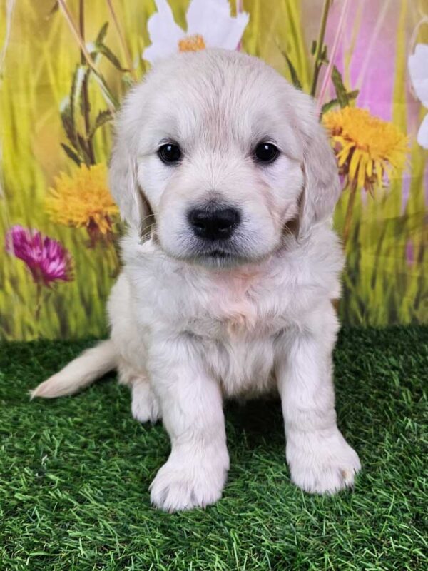 Ozzie