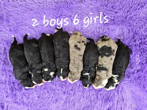 Lexie & Blake's Litter 2025 - Image 2