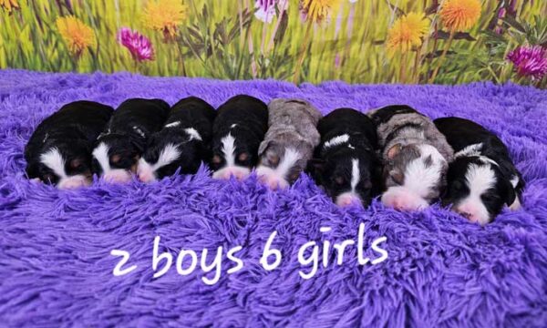 Lexie & Blake's Litter 2025