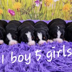 Heidi & Winston's Litter 2025