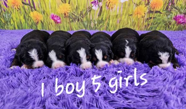 Heidi & Winston's Litter 2025