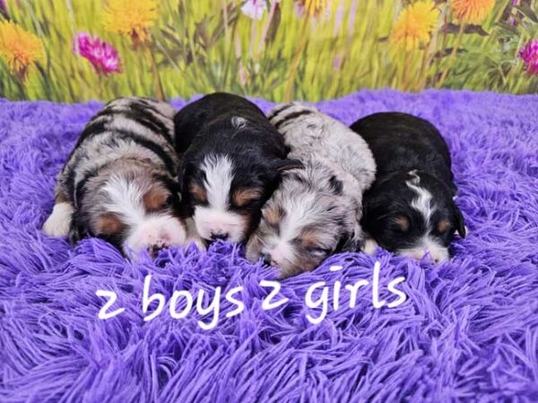 Holly & Diamond's Litter 2025