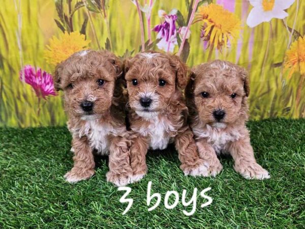 Milda & Titan's Litter 2025