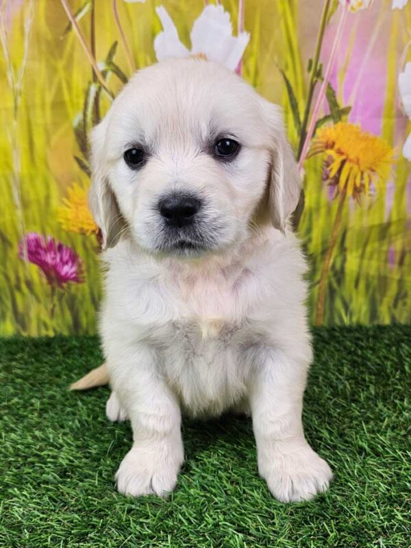 Lila