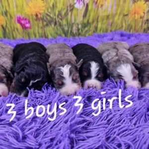 Tessa & Blake's Litter 2025