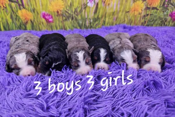 Tessa & Blake's Litter 2025