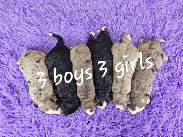 Tessa & Blake's Litter 2025 - Image 2